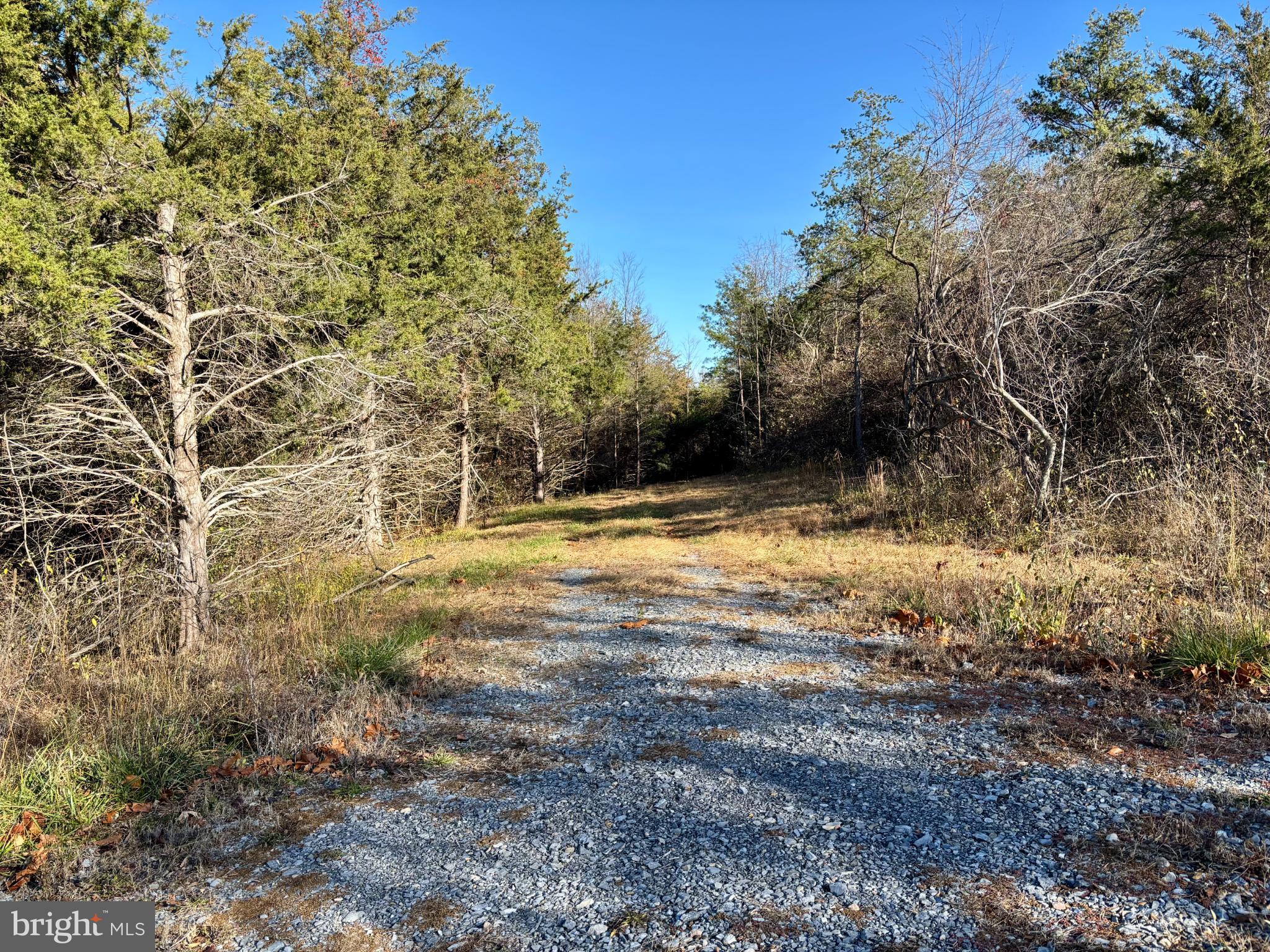 Harper Valley Road Luray, VA 22835 - Photo 6 of 32 a view of yard with large trees