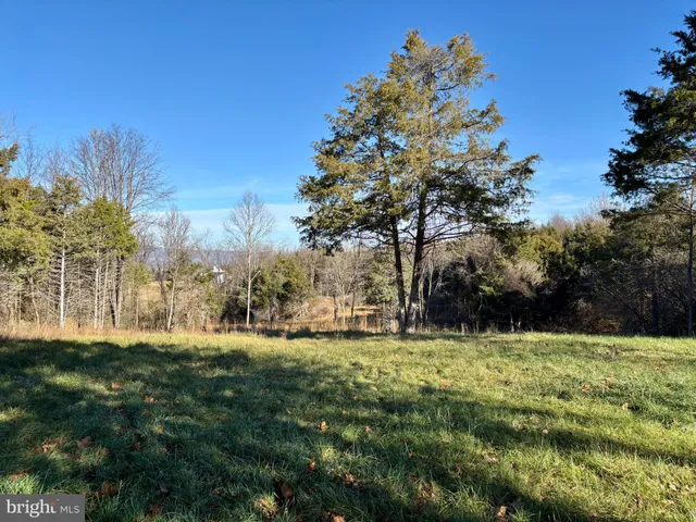 a view of a forest with trees in the background