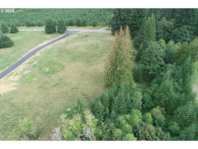 a view of a big yard with potted plants and large tree