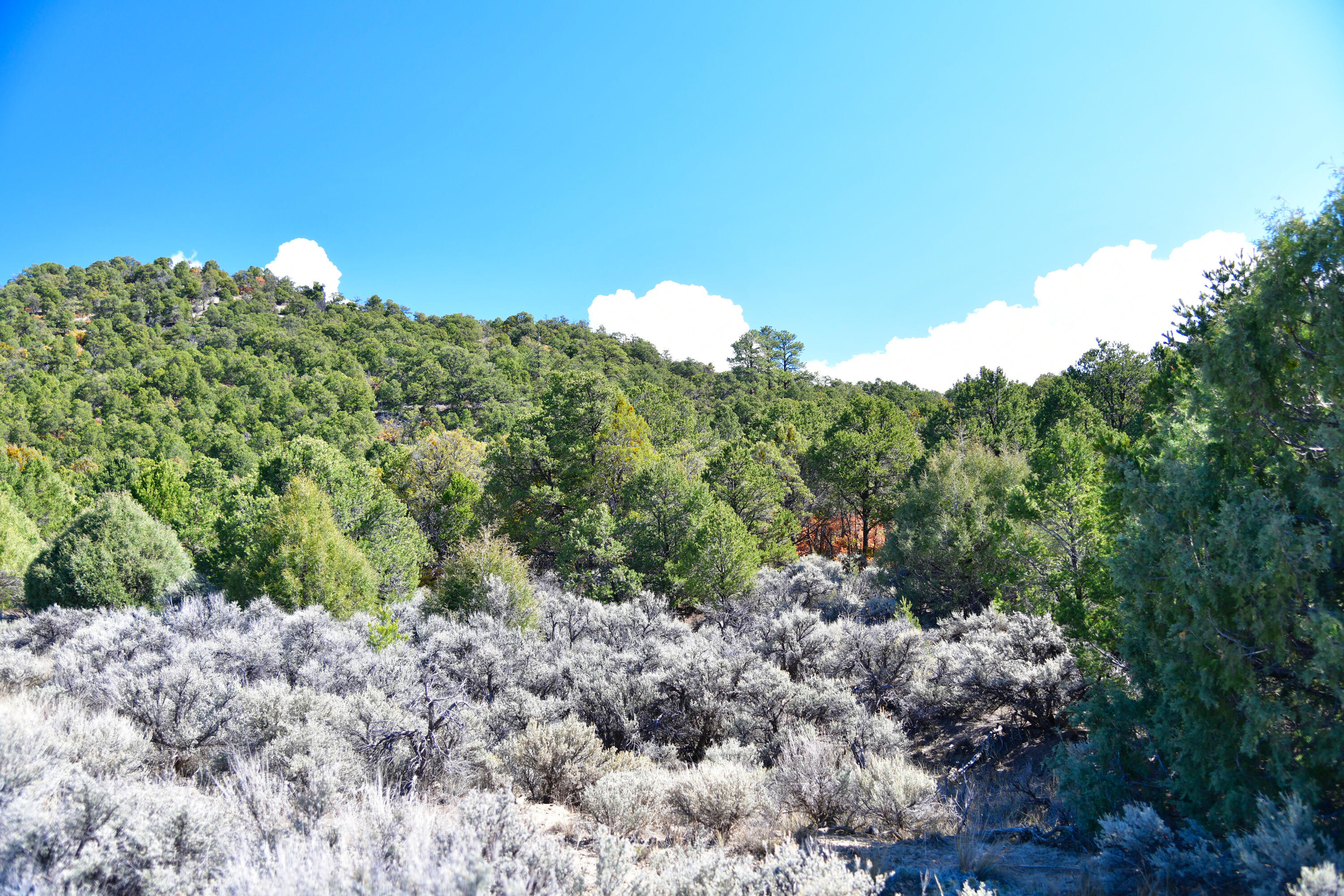 South And Ranch West Cebolla, NM 87518 - Photo 18 of 42 Gallery Image 18