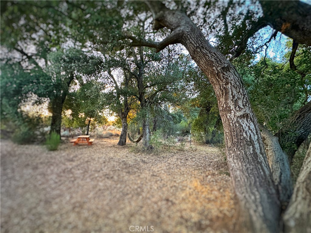 30415 Chihuahua Valley Road Warner Springs, CA 92086 - Photo 37 of 75 a view of a tree in the middle of a yard