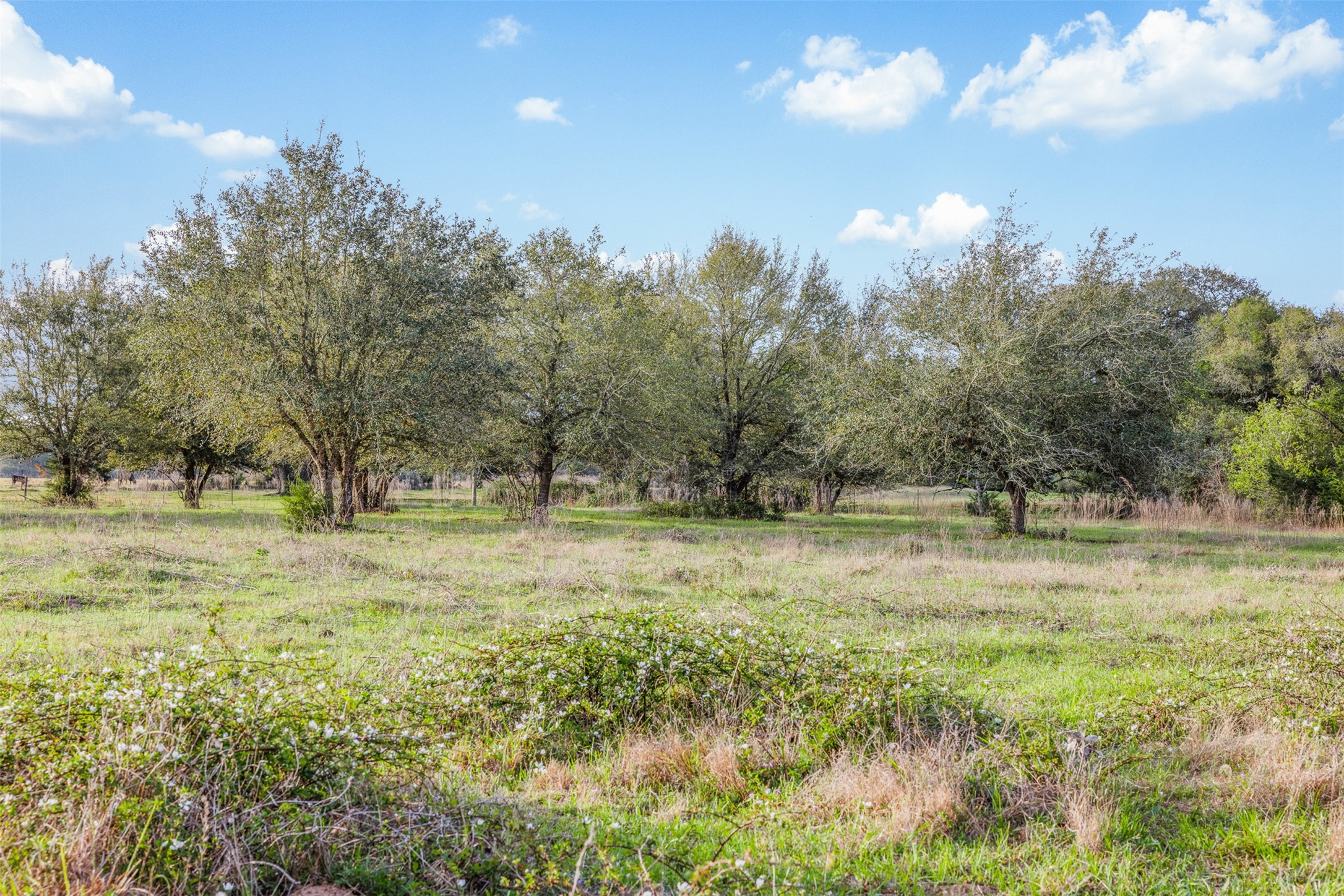 1017 New Ulm Road Cat Spring, TX 78933 - Photo 6 of 25