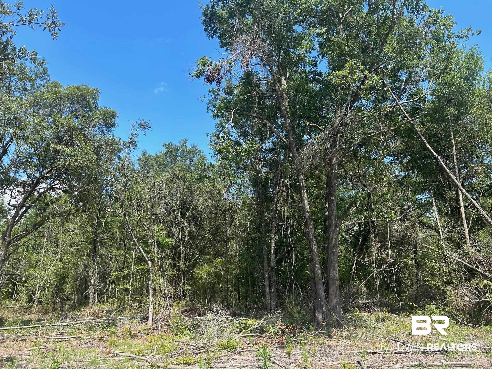 0 Newman Road Mobile, AL 36695 - Photo 19 of 36 View of local wilderness