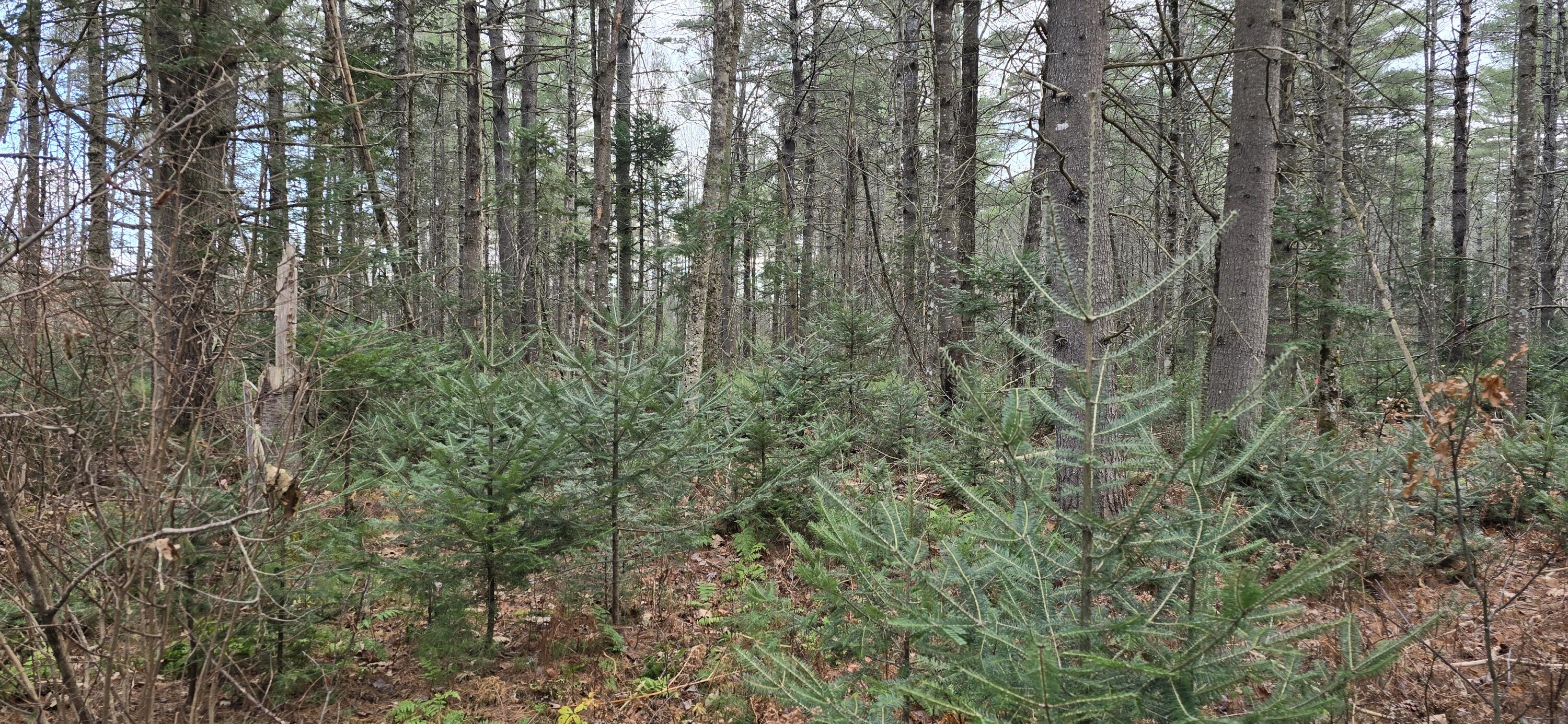 R7 Map Road Solon, ME 04979 - Photo 5 of 8 5_Photo_Land