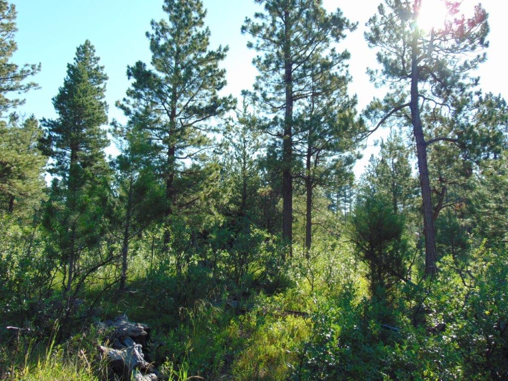 4615 Abe Lincoln Road Lincoln, MT 59639 - Photo 15 of 92 Gallery Image 15