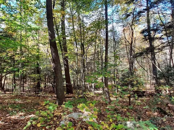 a view of a forest with trees