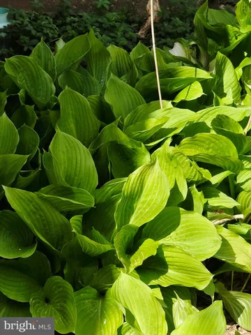 a green field with lots of trees
