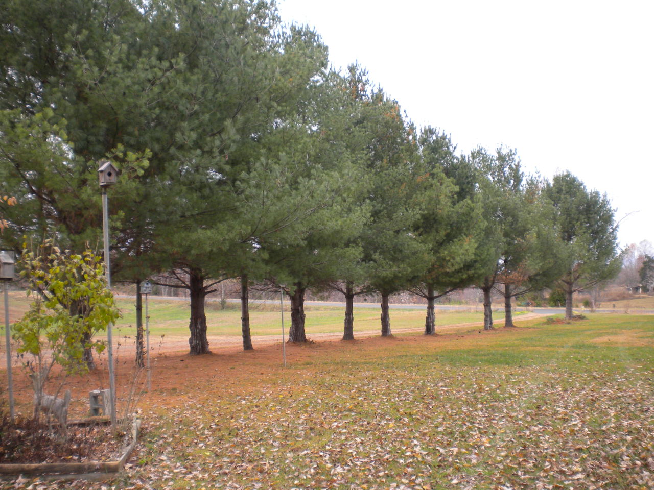 2284 Virginia Nc Road Spencer, VA 24165 - Photo 2 of 9 a view of yard with tree s