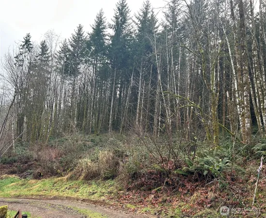 a view of a forest with large trees