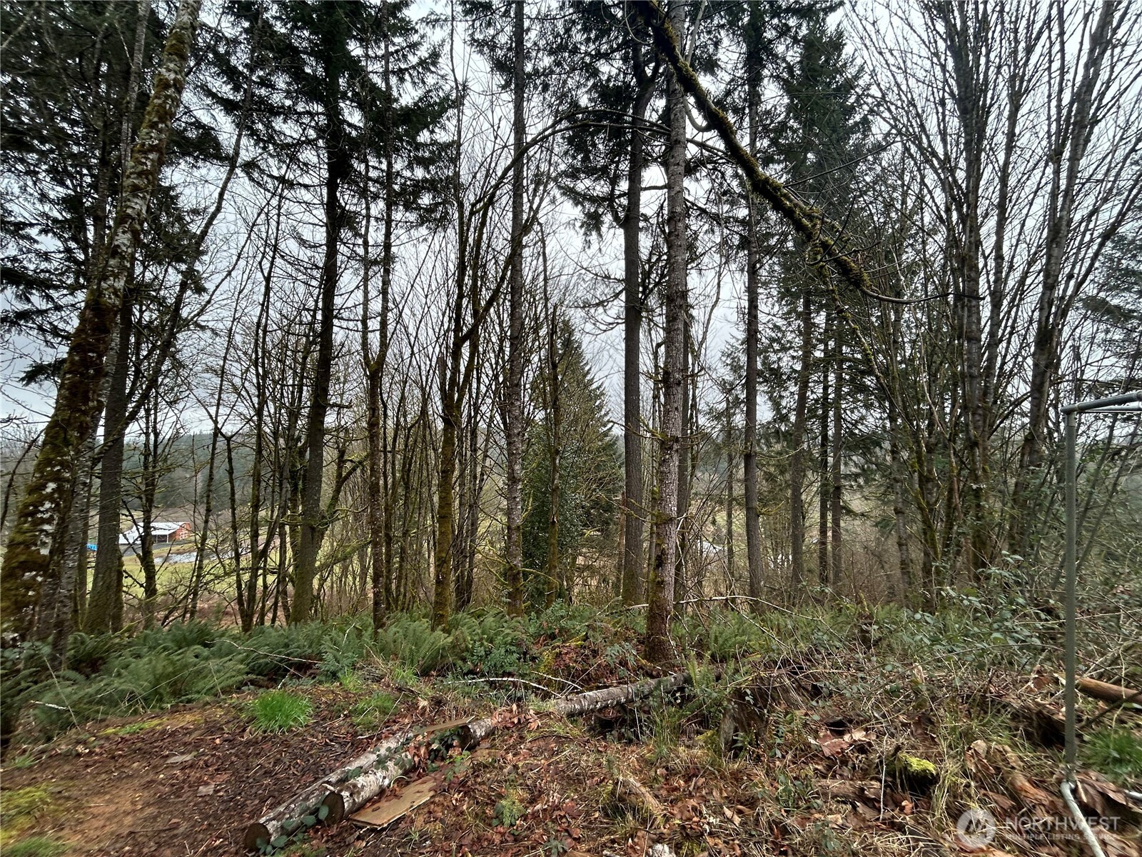 514 Berry Road Chehalis, WA 98532 - Photo 4 of 5 a view of forest