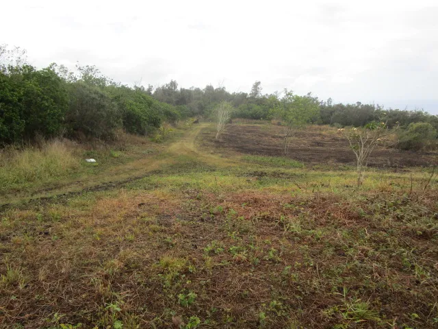 a view of a field with trees in the background