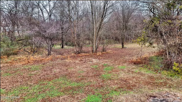 a view of a forest with trees in the background