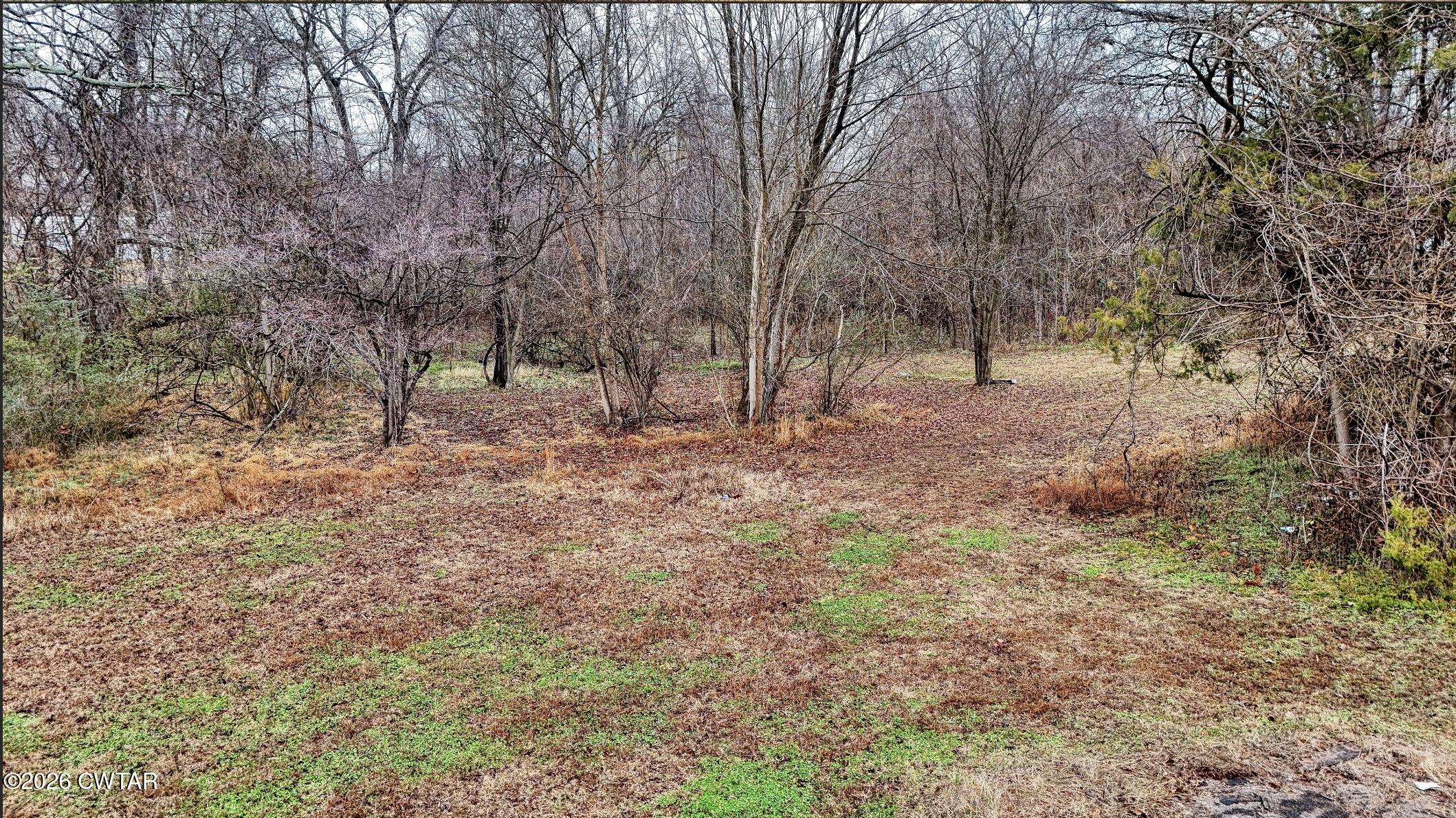 641 Forrest Avenue McKenzie, TN 38201 - Photo 4 of 11 a view of a forest with trees in the background