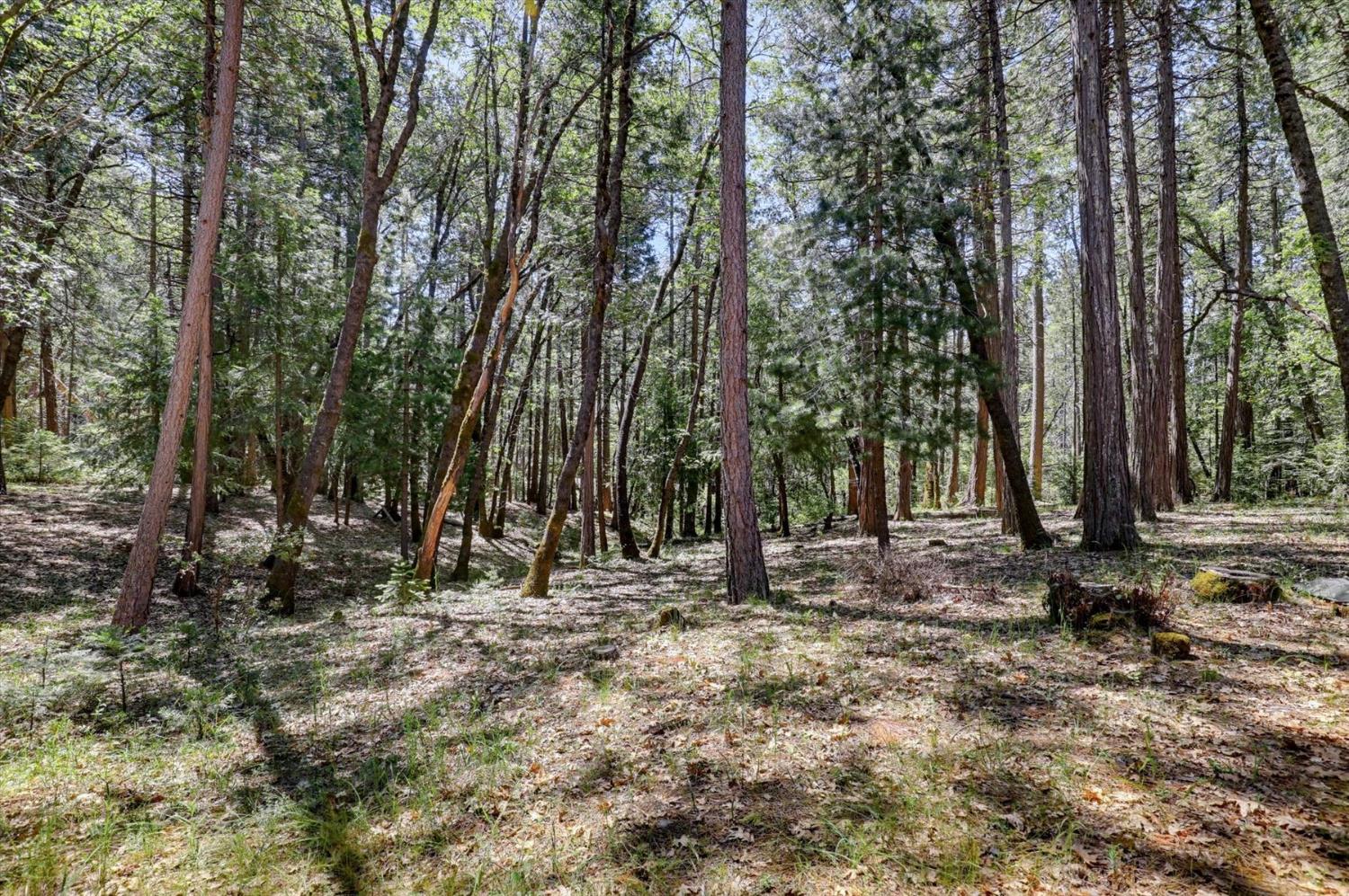 14517 North Bloomfield Road Nevada City, CA 95959 - Photo 48 of 78 a backyard of a house with lots of trees
