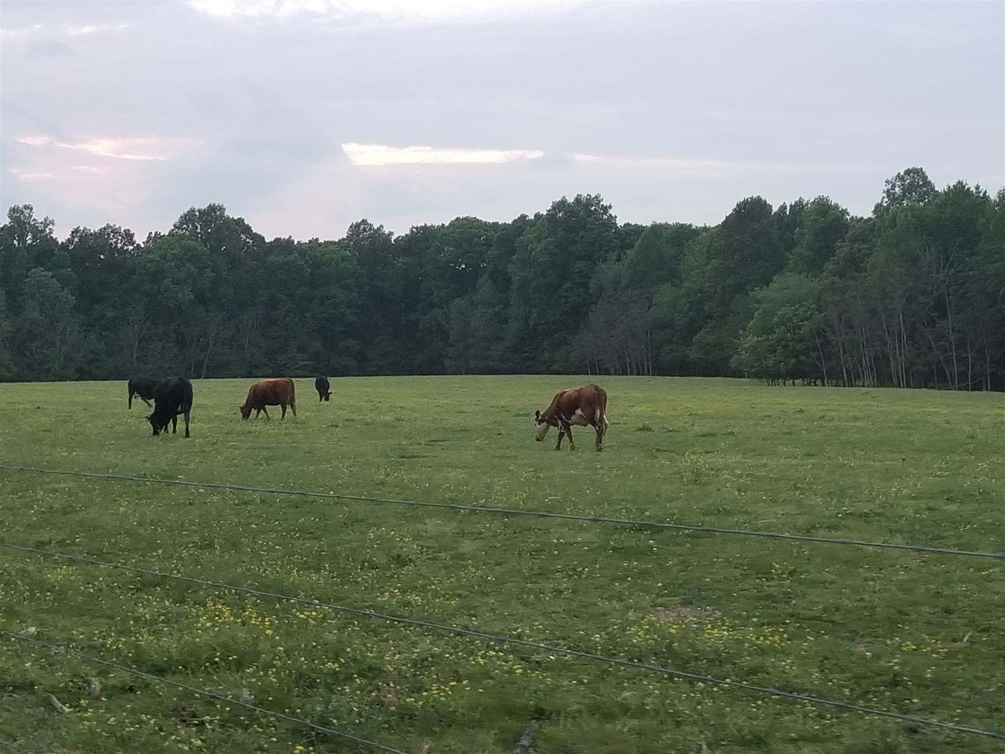 668 Walden Ridge Road Manchester, TN 37355 - Photo 1 of 7 a view of a green field