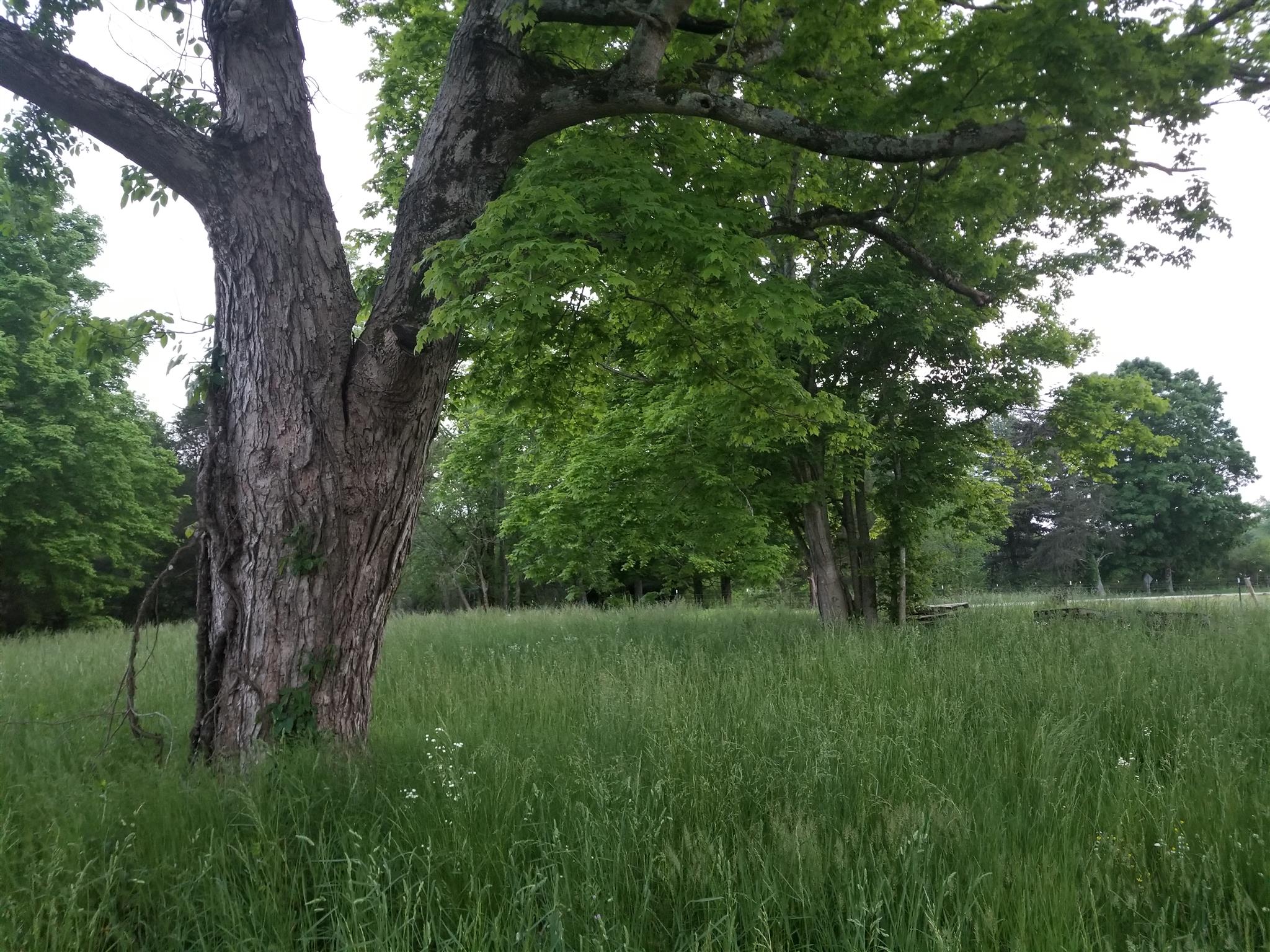 668 Walden Ridge Road Manchester, TN 37355 - Photo 5 of 7 a view of a lush green space