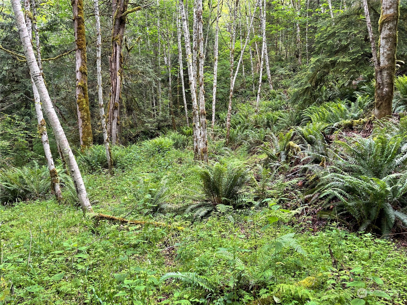195 East Quilcene Road Quilcene, WA 98376 - Photo 4 of 10