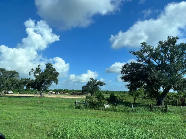 a view of a flower in a garden