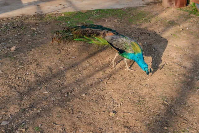 $835,000 | 4402 Jaquima Drive, Angels Camp, CA 95222