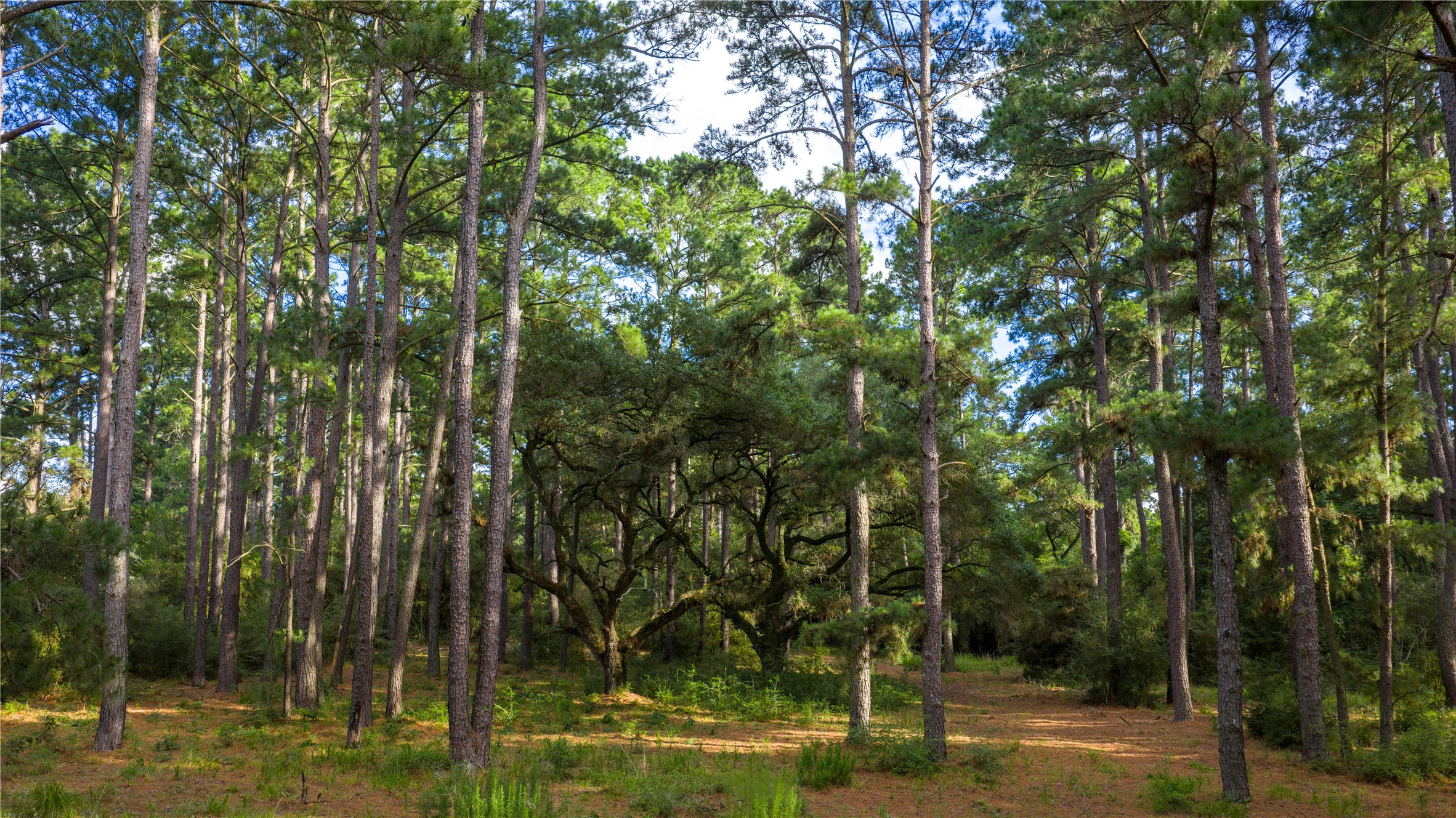 2080 Zimmerscheidt Road Columbus, TX 78934 - Photo 12 of 15 a view of a park