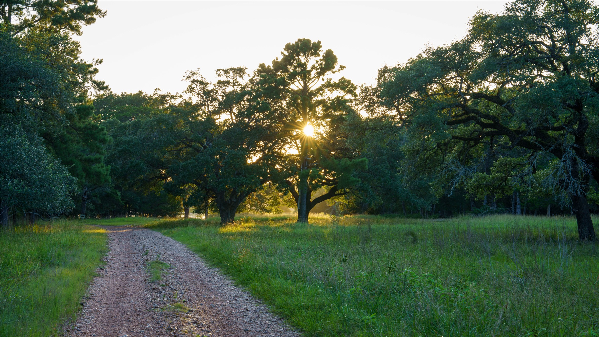 2080 Zimmerscheidt Road Columbus, TX 78934 - Photo 9 of 15 a view of green field with trees in the background
