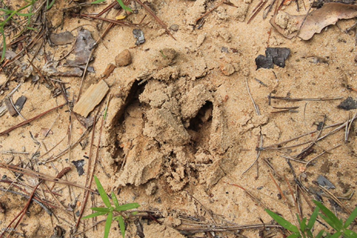 23-acres High Knob Road Leakesville, MS 39451 - Photo 50 of 78 deer 1