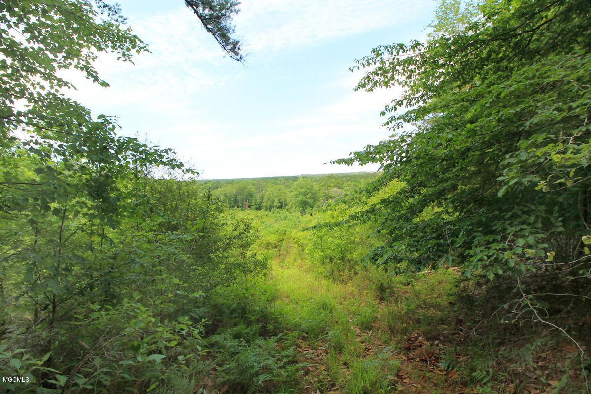 23-acres High Knob Road Leakesville, MS 39451 - Photo 54 of 78 view 4