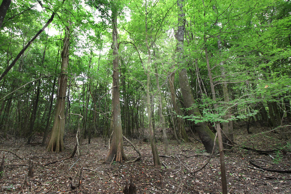 23-acres High Knob Road Leakesville, MS 39451 - Photo 60 of 78 woods 6