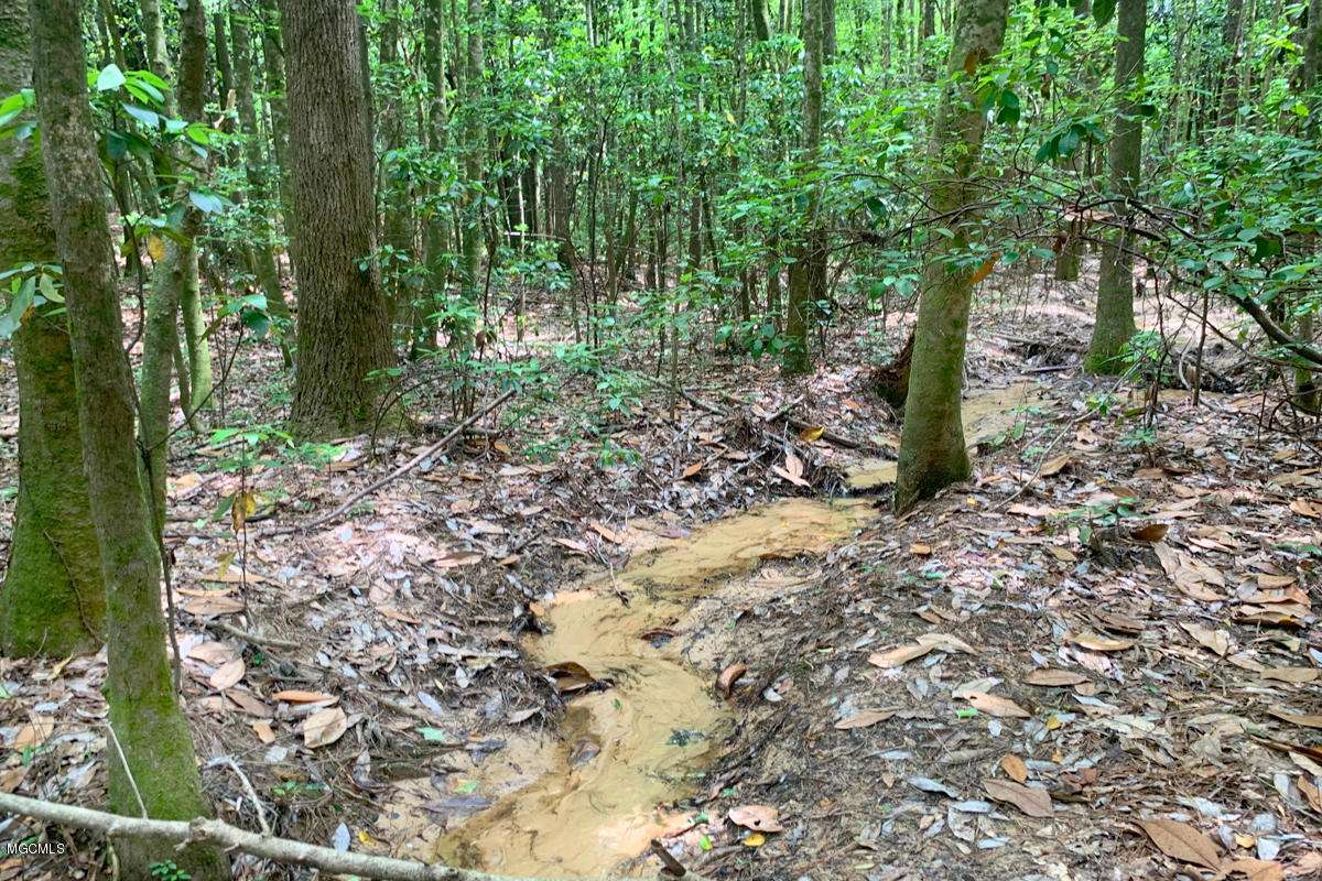 23-acres High Knob Road Leakesville, MS 39451 - Photo 64 of 78 woods 10