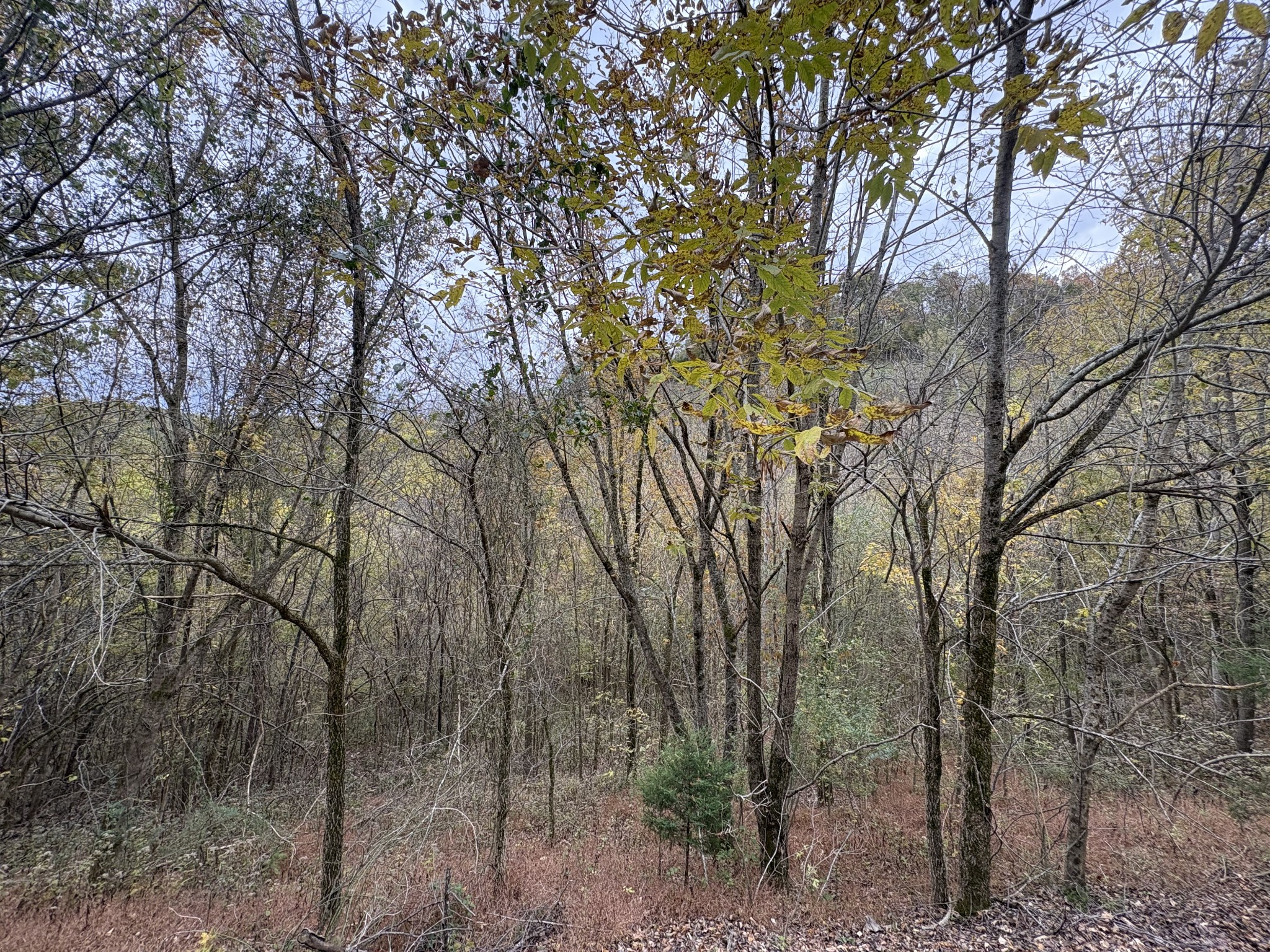 0 Blackberry Ridge Way Smithville, TN 37166 - Photo 9 of 12 a view of forest