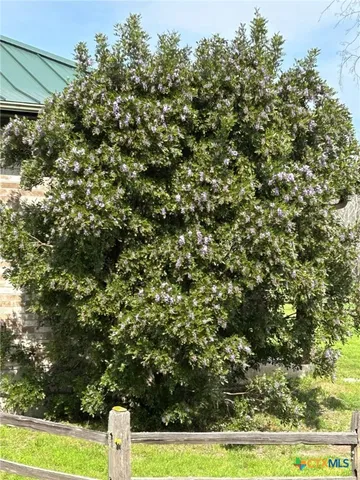 a view of a tree with a tree