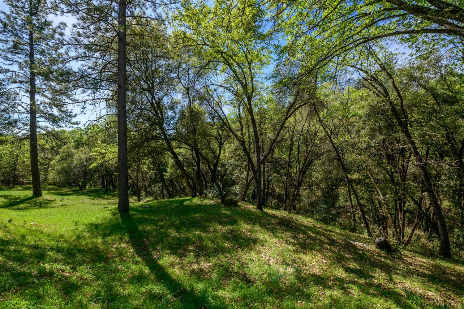 4910 Chisholm Trail Placerville, CA 95667 - Photo 28 of 41 a view of lush green forest