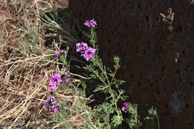 Tbd Lakeland Road Show Low, AZ 85901 - Photo 14 of 14