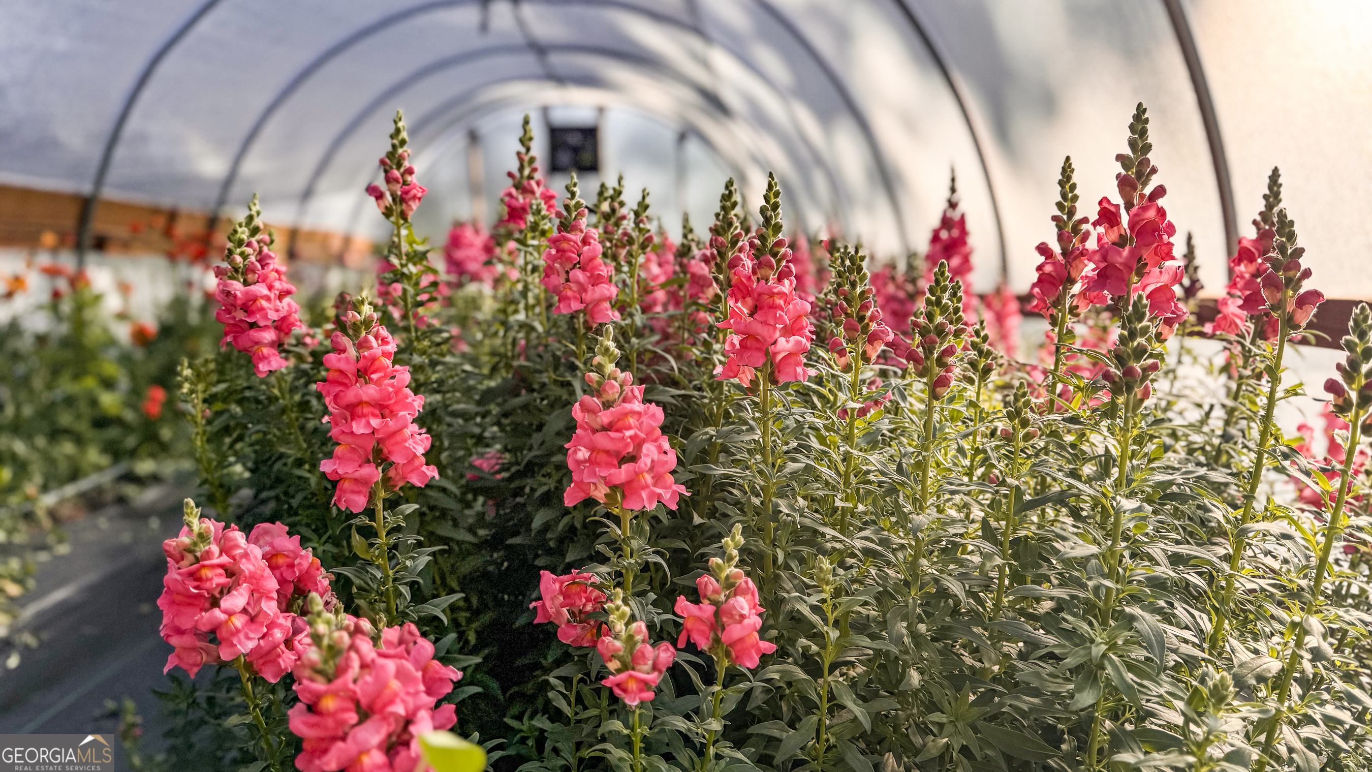 1580 Farmington Road Madison, GA 30650 - Photo 40 of 52 a view of front door with flower pots