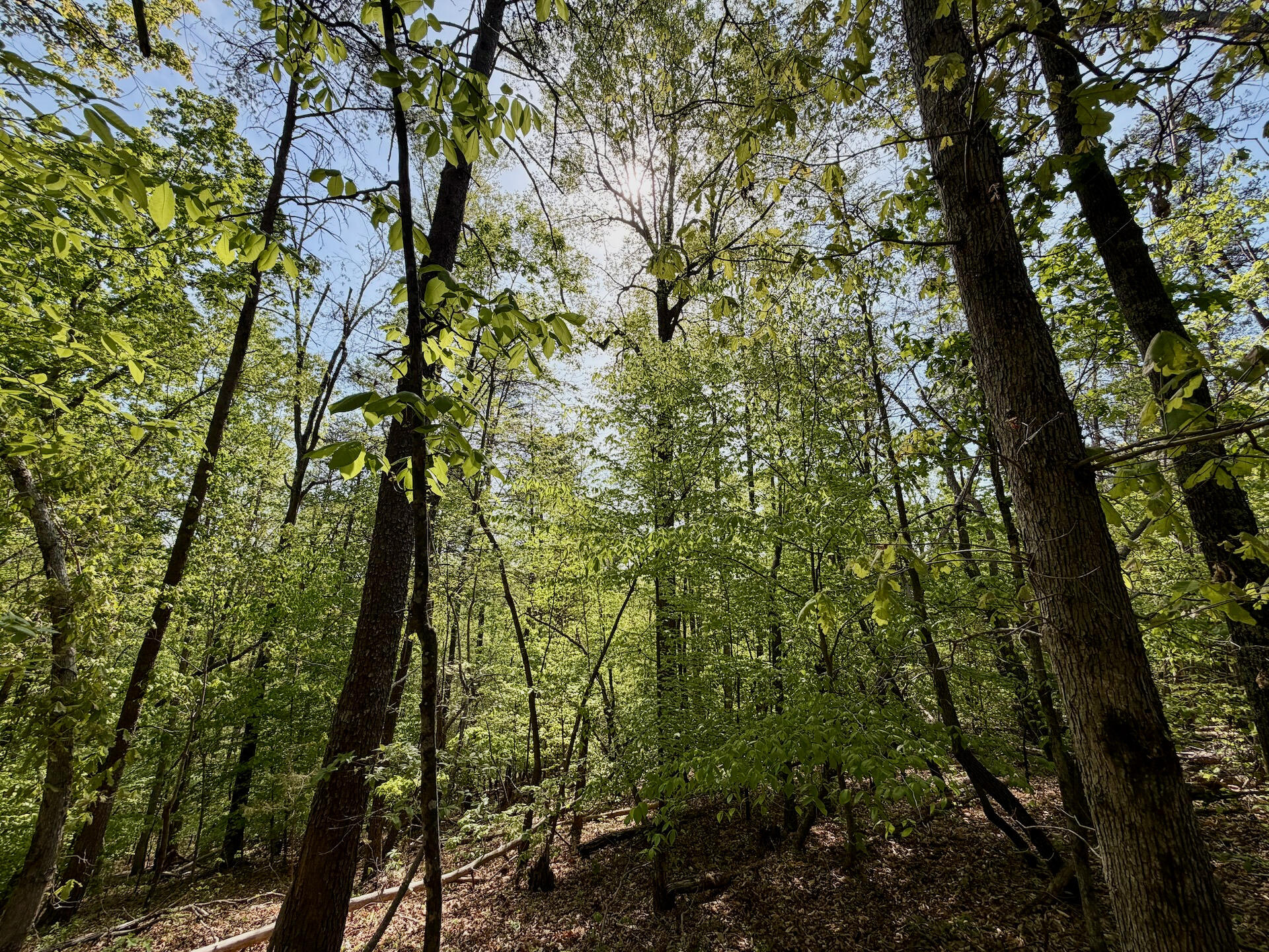 0 River Ridge Lane Axton, VA 24054 - Photo 22 of 44 a view of tree