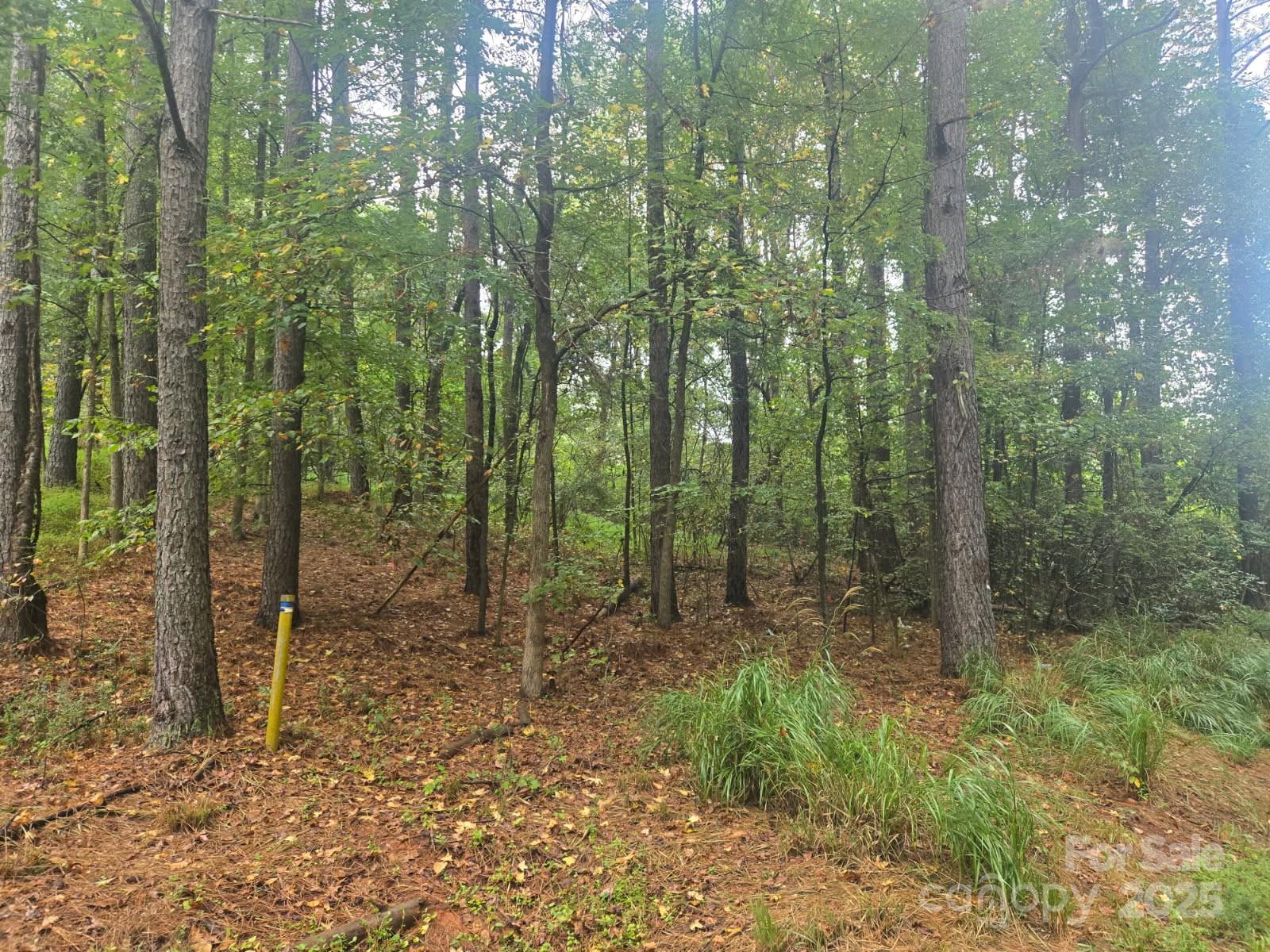 341 Hopewell Church Road Catawba, NC 28609 - Photo 2 of 11 a view of a forest with trees