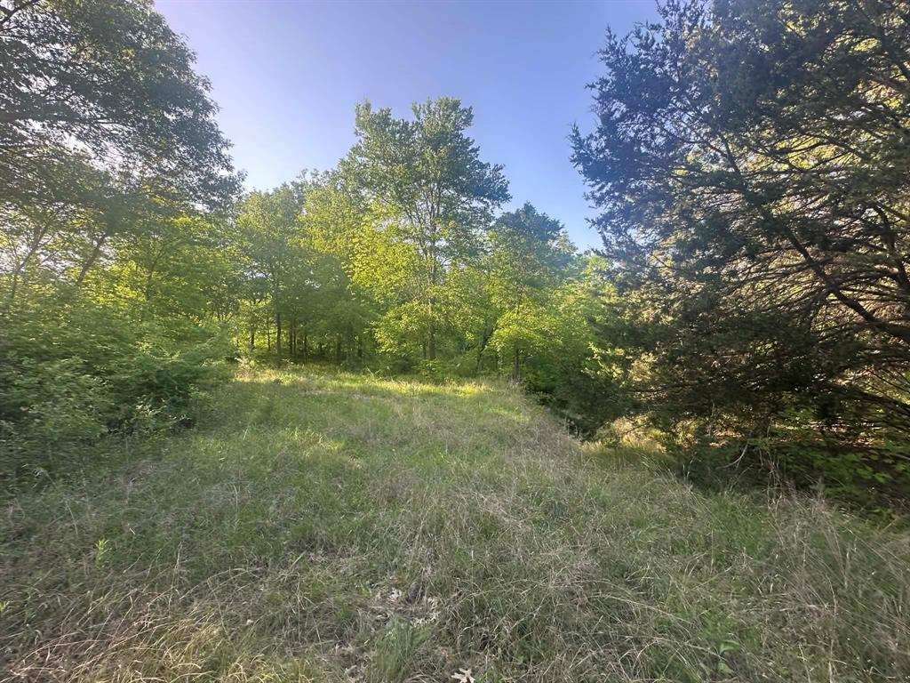 301 West Brand Road Garland, TX 75040 - Photo 2 of 6 a view of a yard with a tree