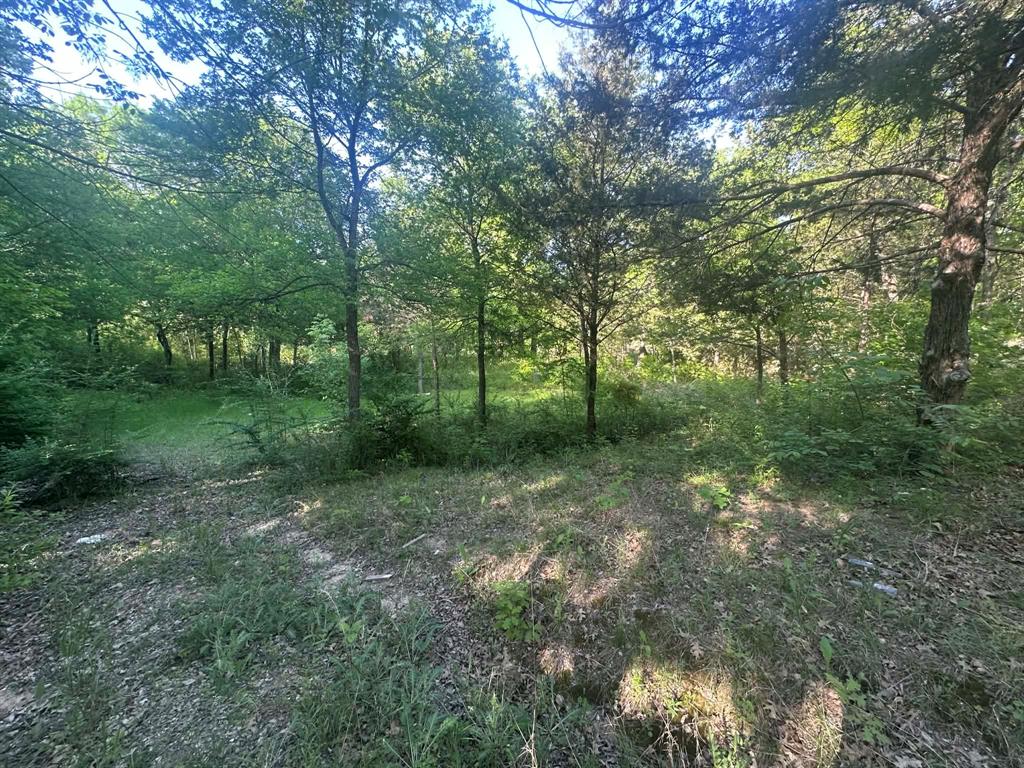 301 West Brand Road Garland, TX 75040 - Photo 3 of 6 a view of a forest with trees in the background