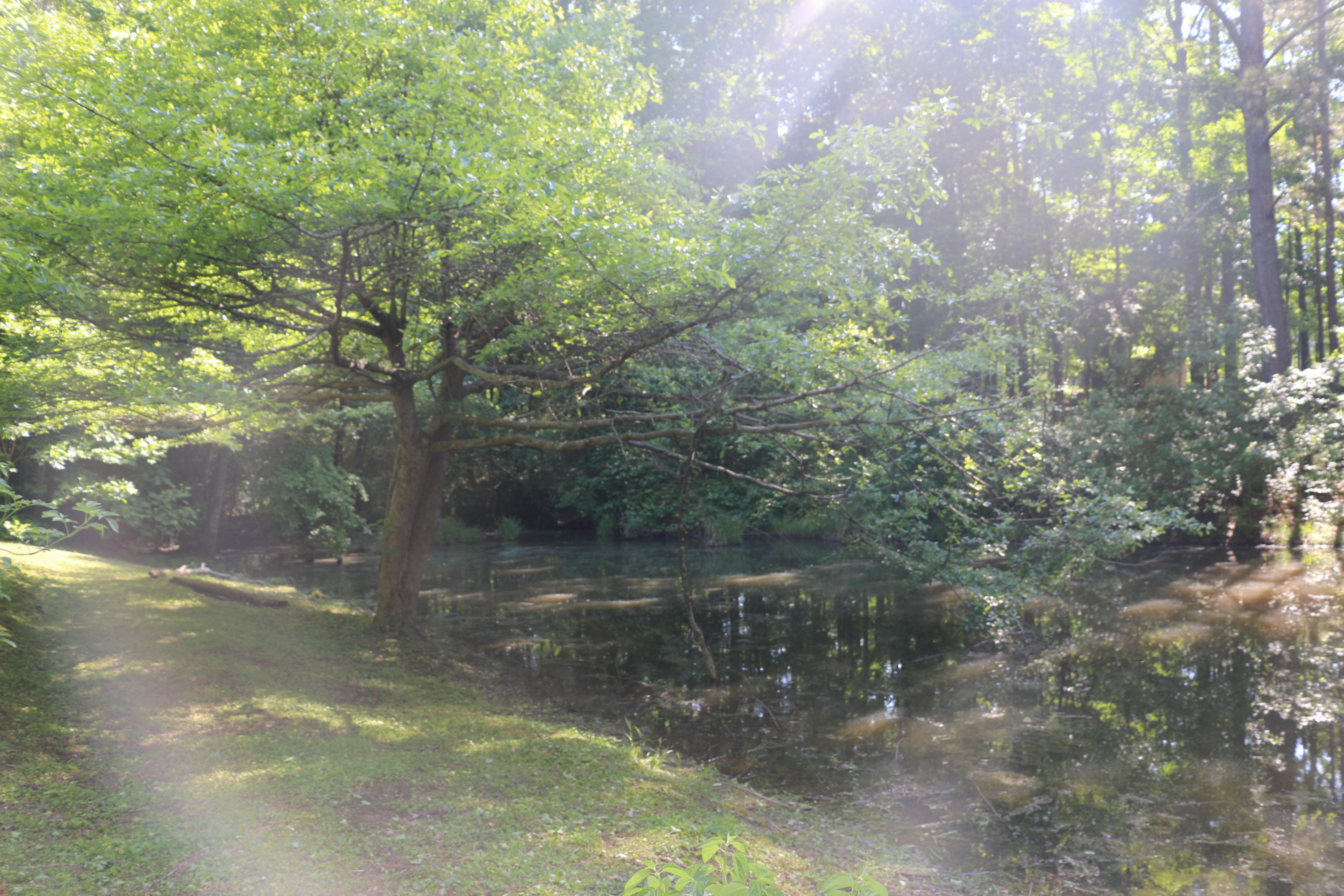 3365 Keith Road Ringgold, GA 30736 - Photo 86 of 90 Pond