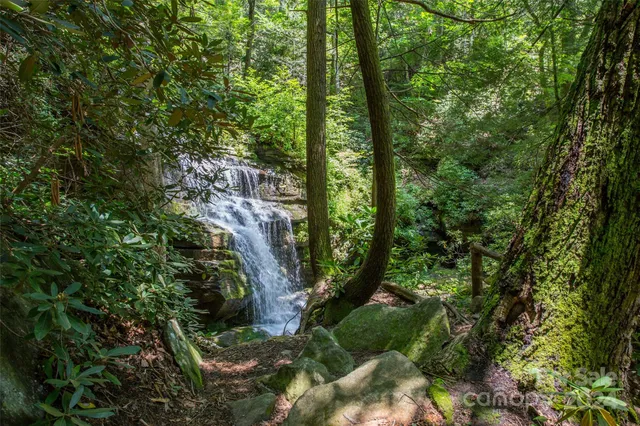 a view of a forest with a tree