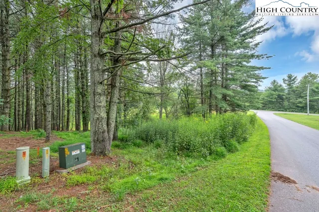a lush green forest with lots of trees