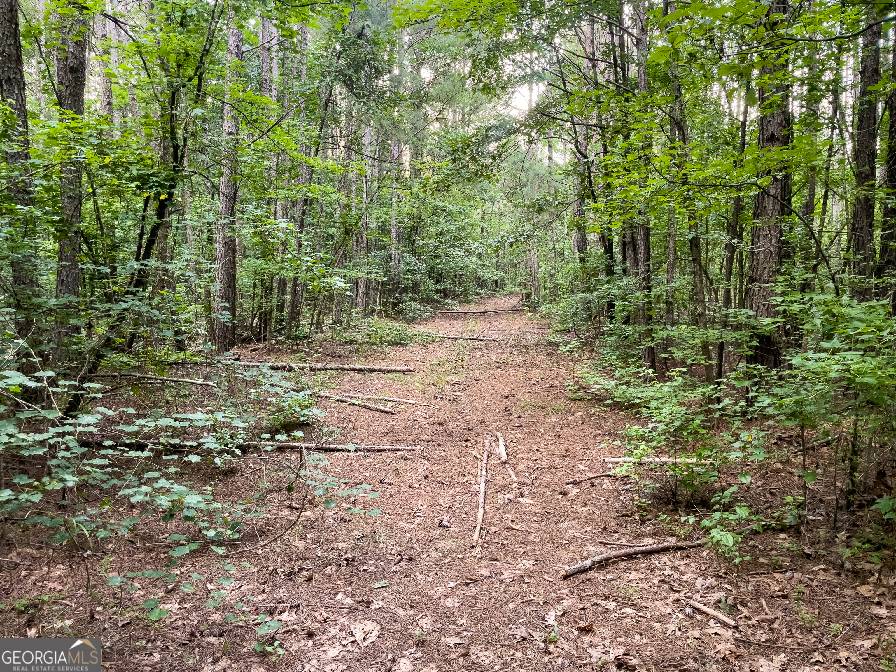0 Caney Head Road Roopville, GA 30170 - Photo 11 of 22 a view of a yard with plants and large trees