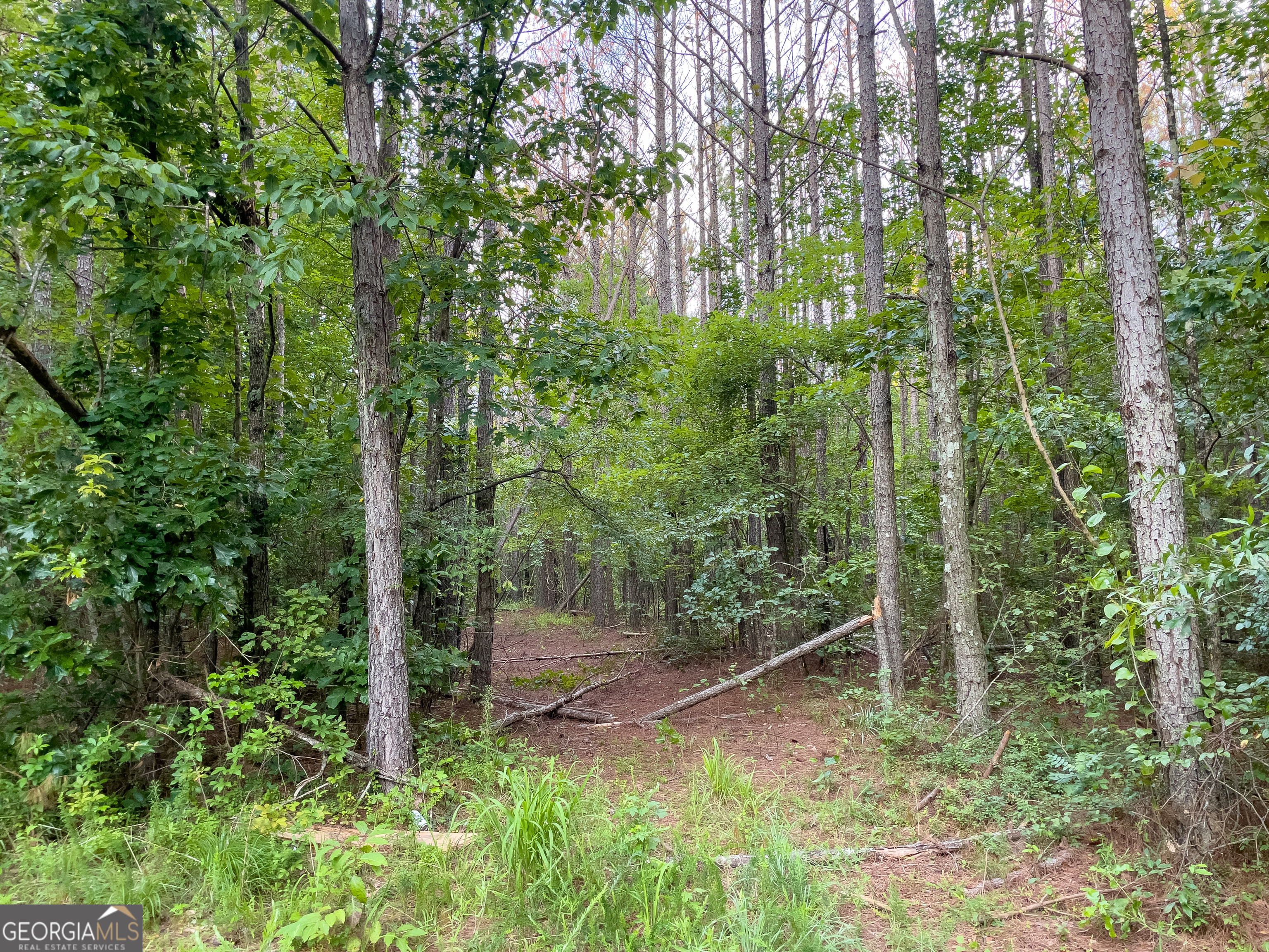 0 Caney Head Road Roopville, GA 30170 - Photo 14 of 22 a view of a forest