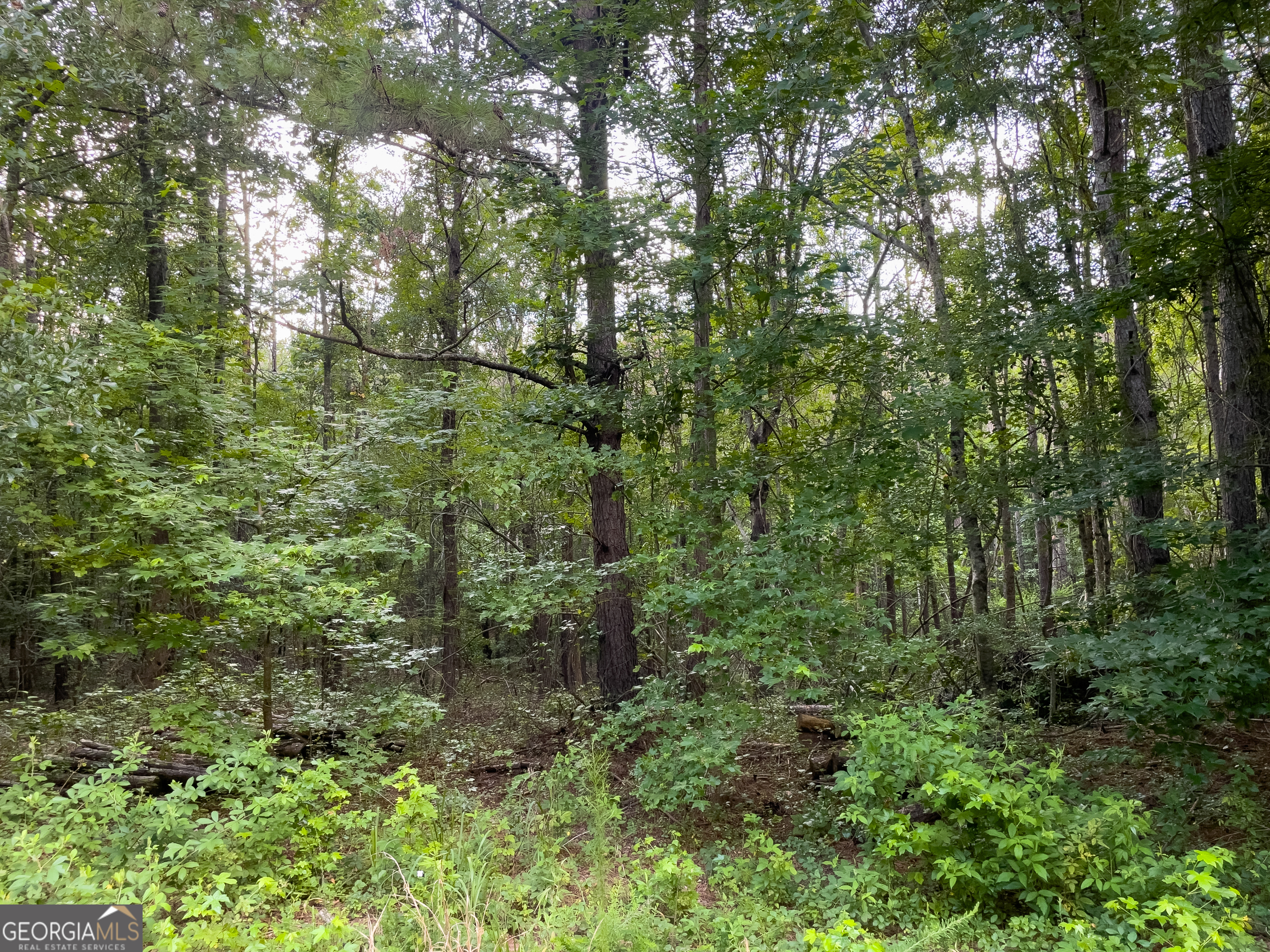 0 Caney Head Road Roopville, GA 30170 - Photo 16 of 22 a view of a lush green forest