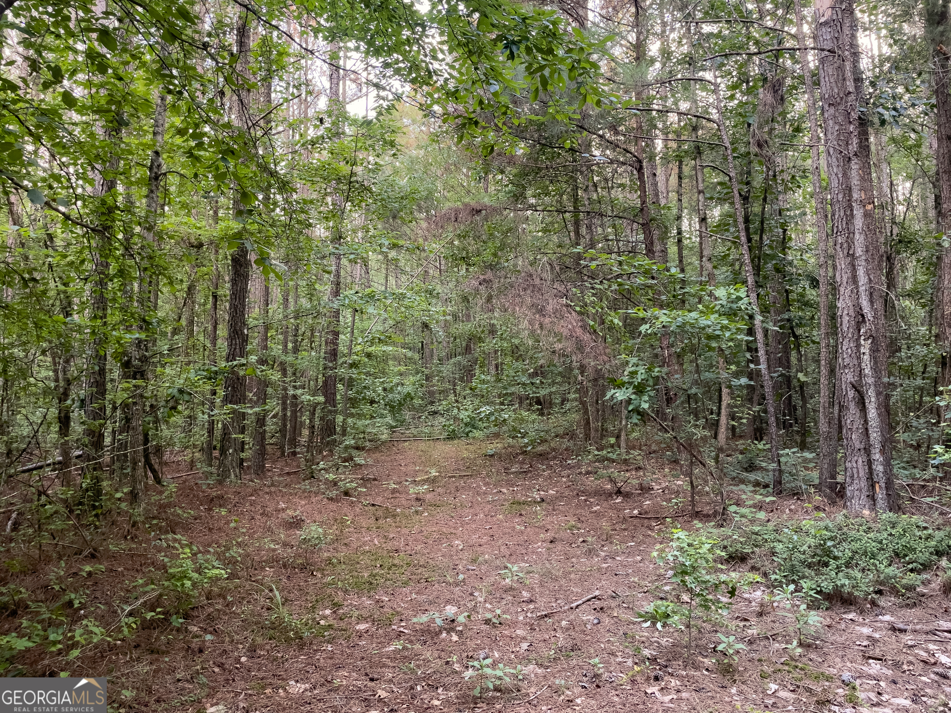 0 Caney Head Road Roopville, GA 30170 - Photo 17 of 22 a view of a forest with trees in the background