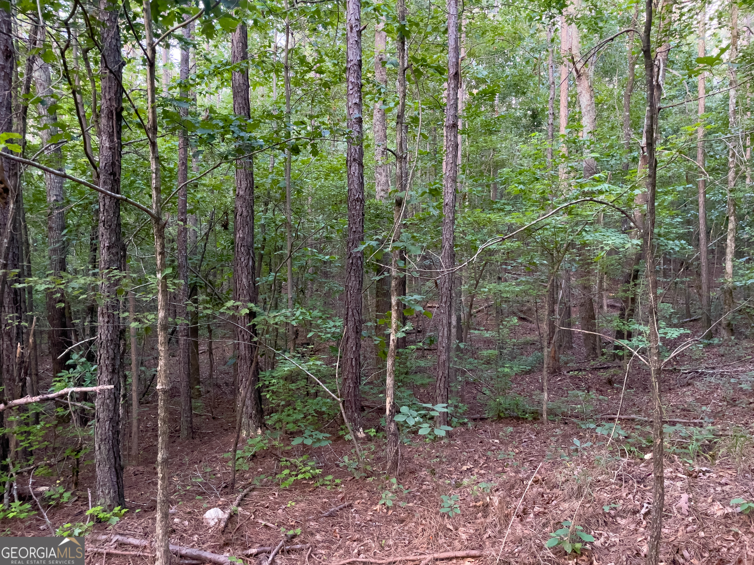 0 Caney Head Road Roopville, GA 30170 - Photo 19 of 22 a view of a forest with small trees