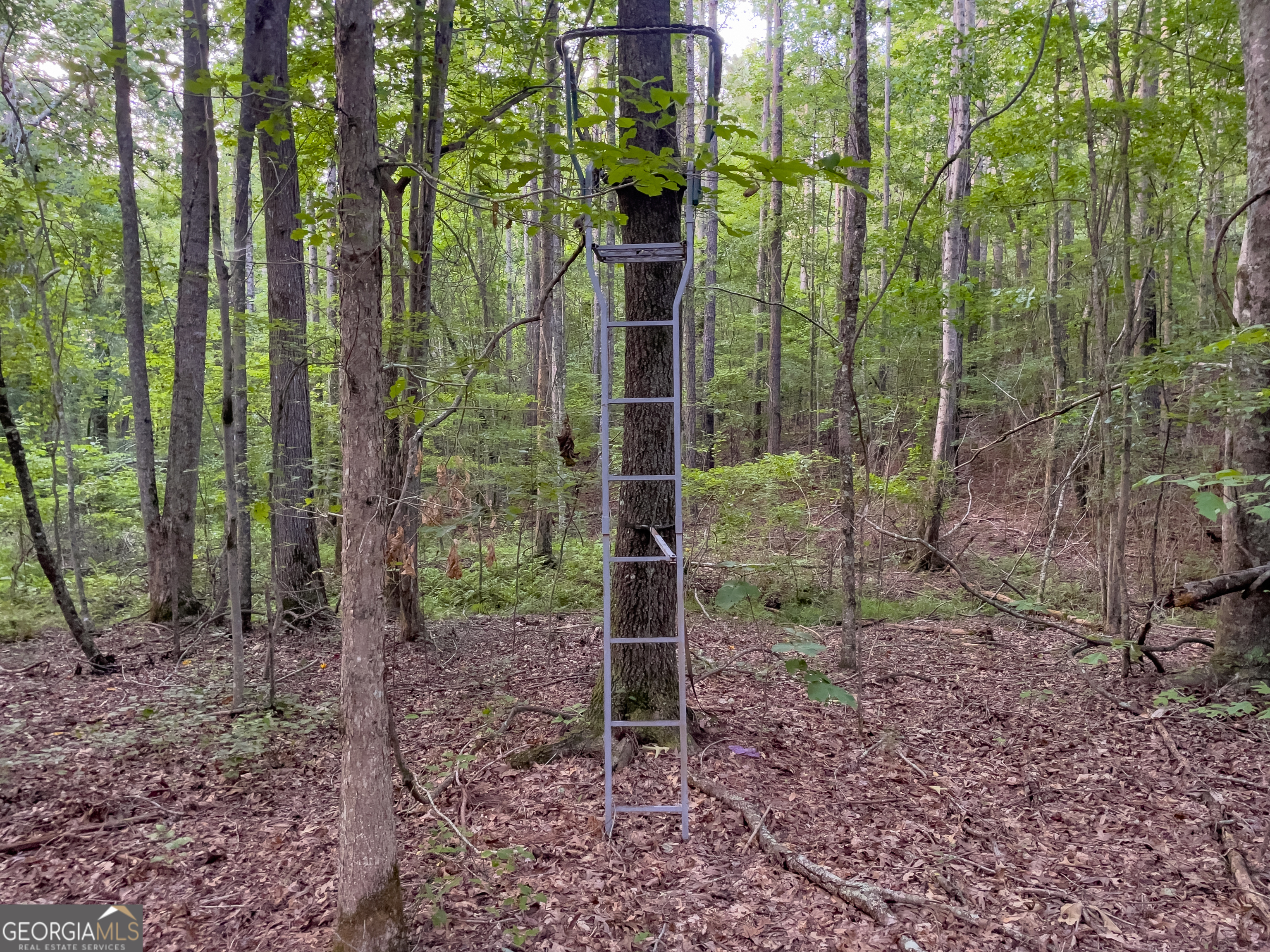 0 Caney Head Road Roopville, GA 30170 - Photo 20 of 22 a view of a garden