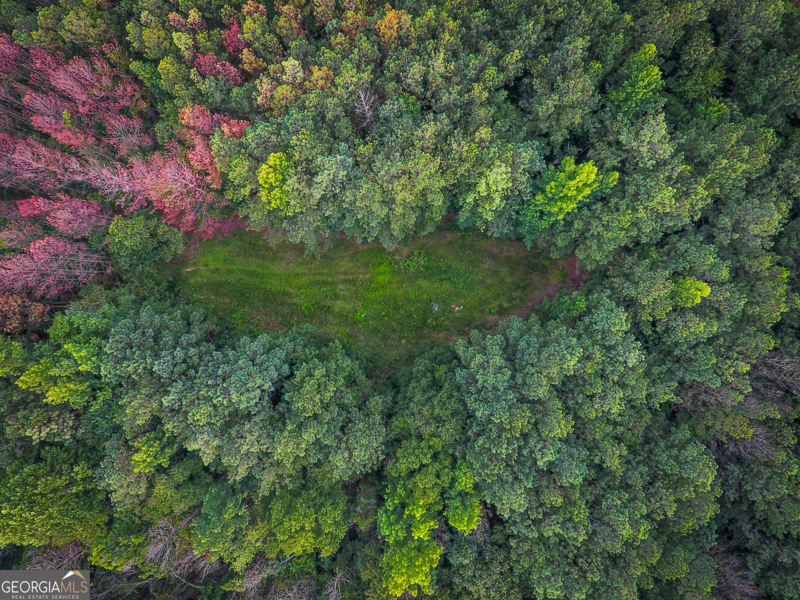 0 Caney Head Road Roopville, GA 30170 - Photo 2 of 22 a view of a forest with a tree