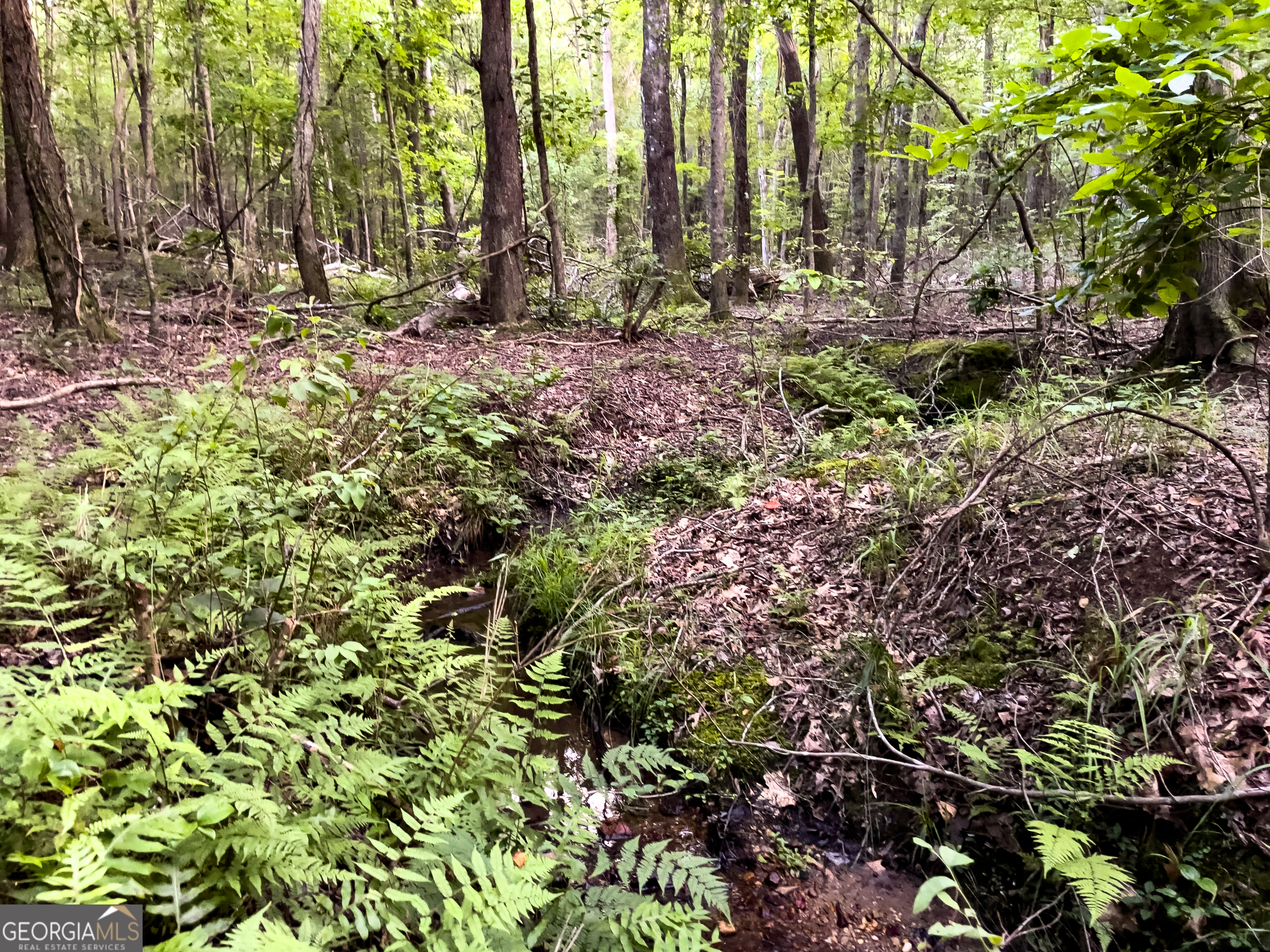 0 Caney Head Road Roopville, GA 30170 - Photo 21 of 22 a view of outdoor space with lots of trees