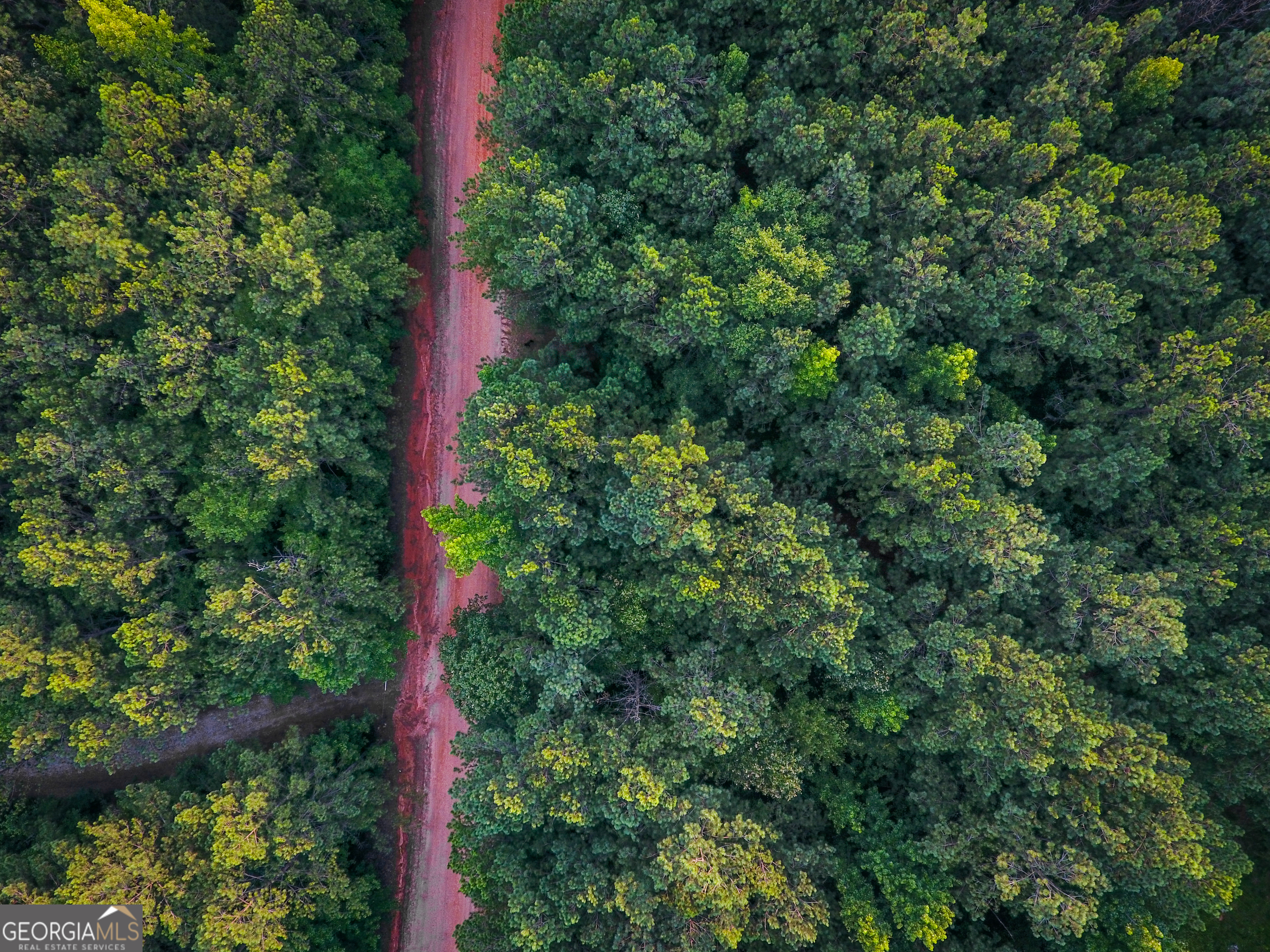 0 Caney Head Road Roopville, GA 30170 - Photo 3 of 22 a close up of a tree